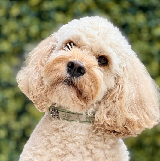 Emblem Colour POP! Collar - Personalised Biothane Collar