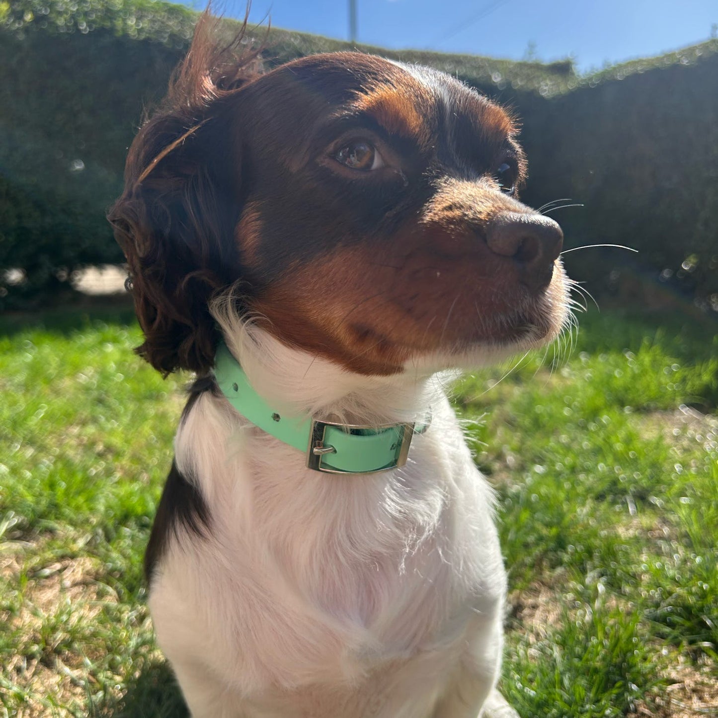 Design Your Own Slim BioThane® Collar (19mm Width)