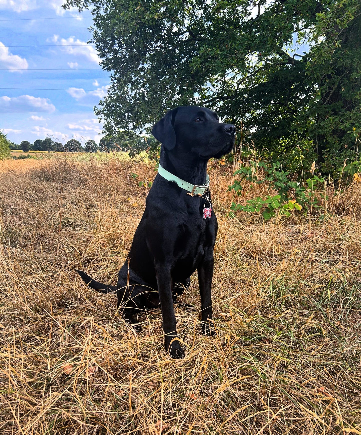 Standard Waterproof BioThane® Collar (25mm Width)