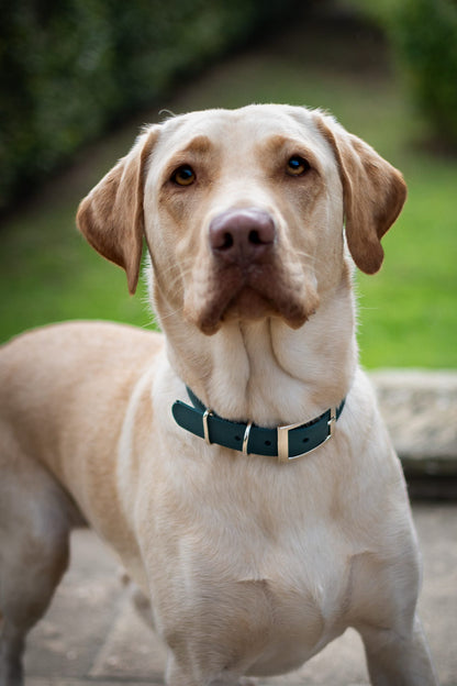 Standard Waterproof BioThane® Collar (25mm Width)