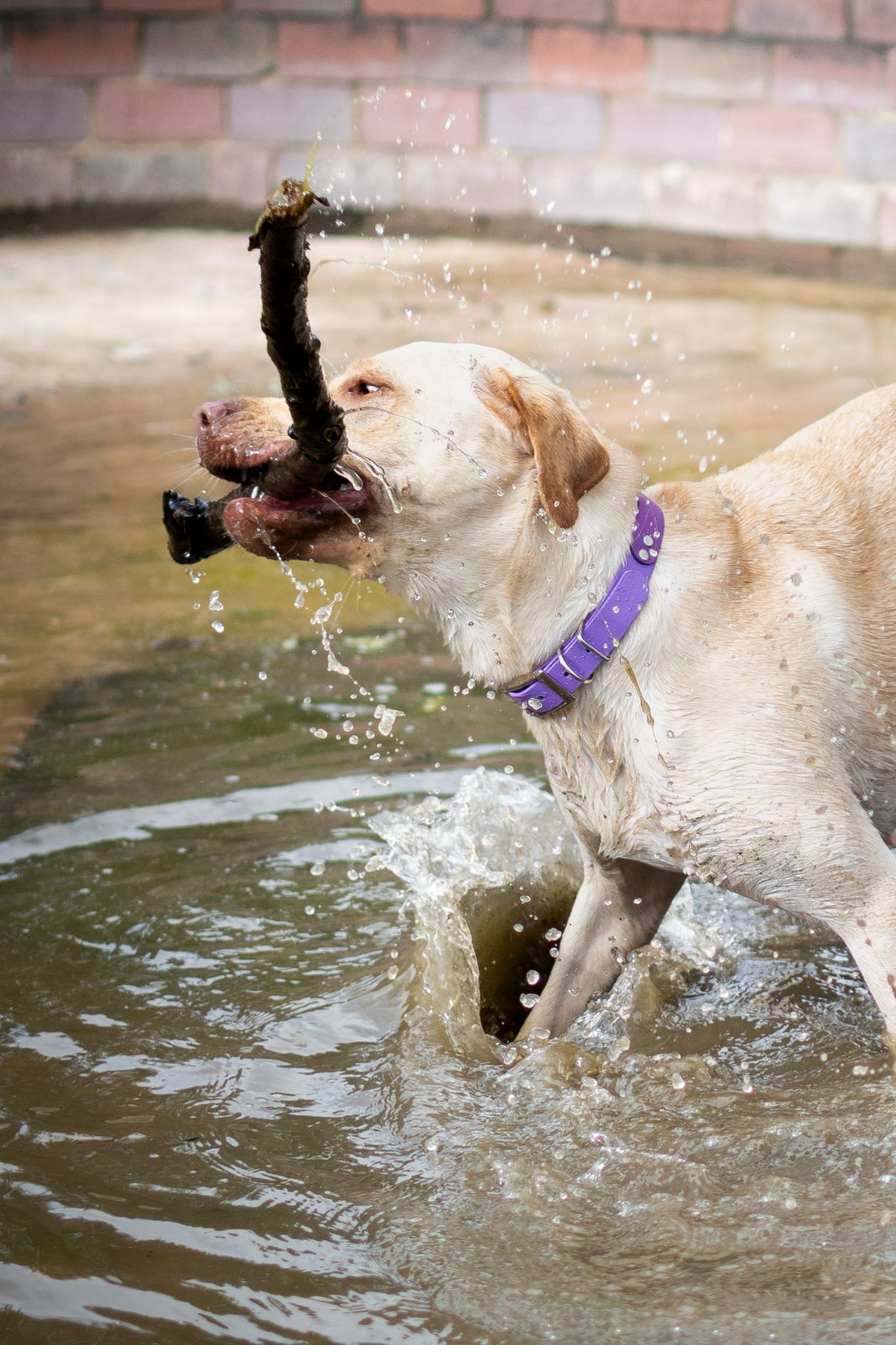 Standard Waterproof BioThane® Collar (25mm Width)