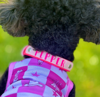 Signature Colour POP! Collar - Personalised Biothane Collar