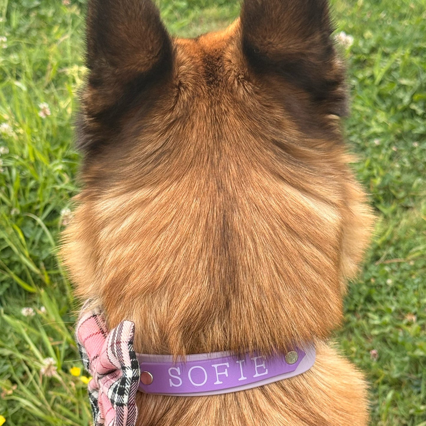 Signature Colour POP! Collar - Personalised Biothane Collar