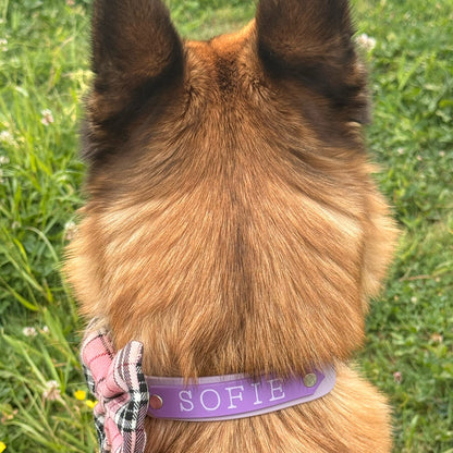 Signature Colour POP! Collar - Personalised Biothane Collar