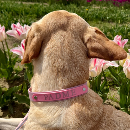 Signature Colour POP! Collar - Personalised Biothane Collar