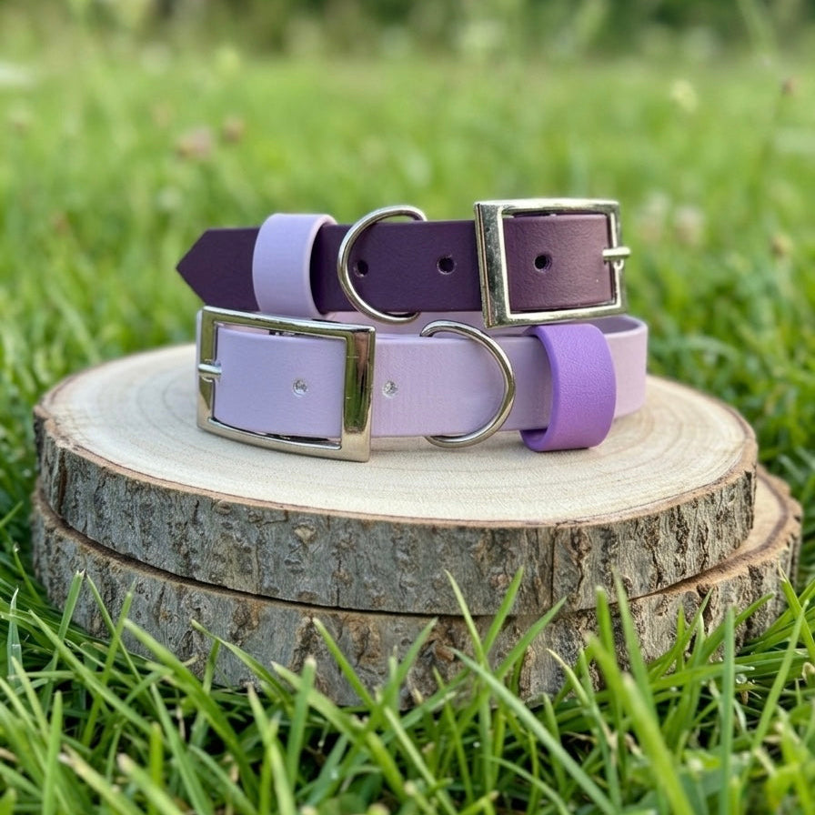 Colour POP! Collar - Biothane Dog Collar