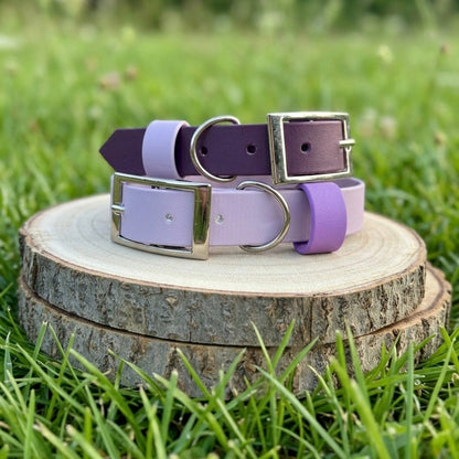 Colour POP! Collar - Biothane Dog Collar