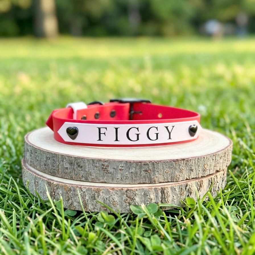Signature Colour POP! Collar - Personalised Biothane Collar