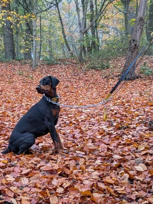 Hands-Free, Mutli-Way Waterproof BioThane® & Chain 2.5m Lead