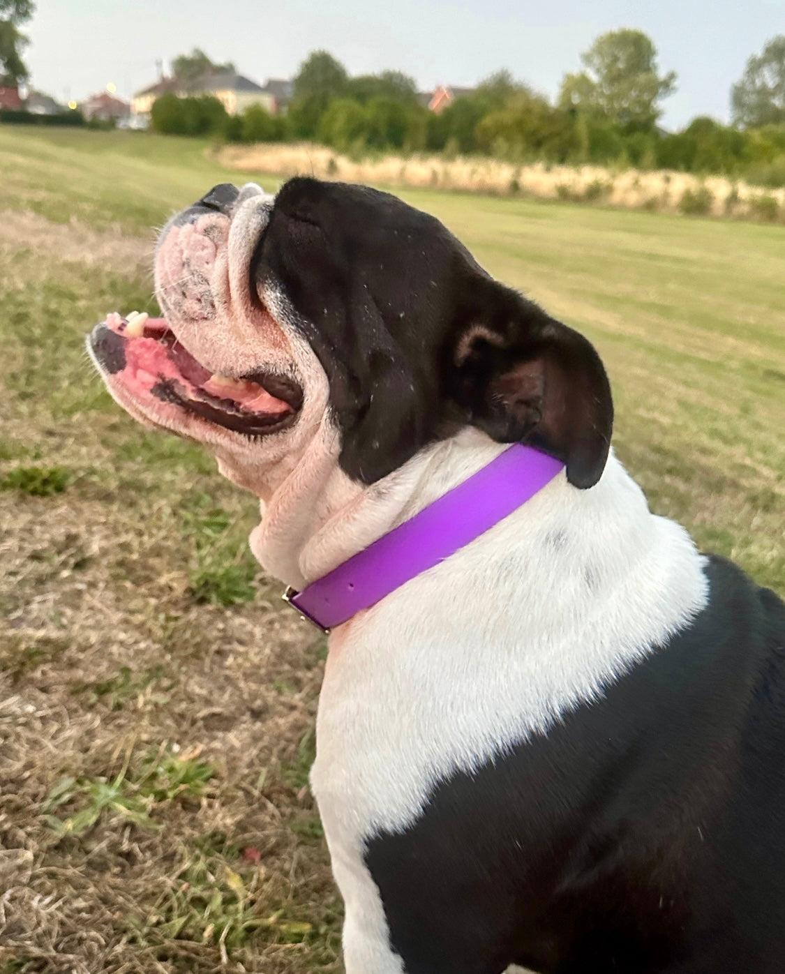 Waterproof BioThane® Collar