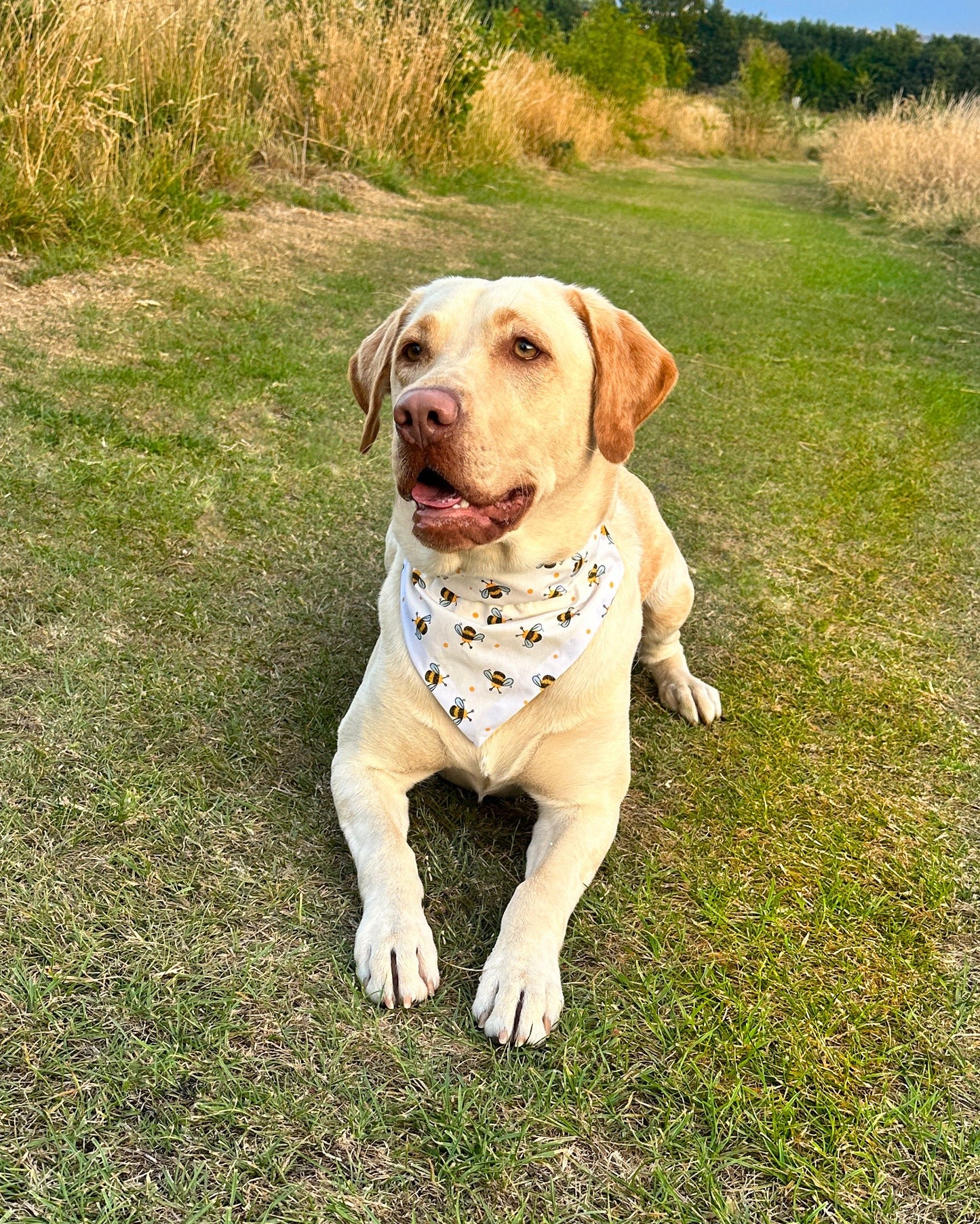 Busy Bumble Bee -  Bandana