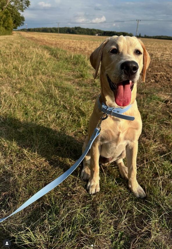 Waterproof BioThane® Collar and Lead Set