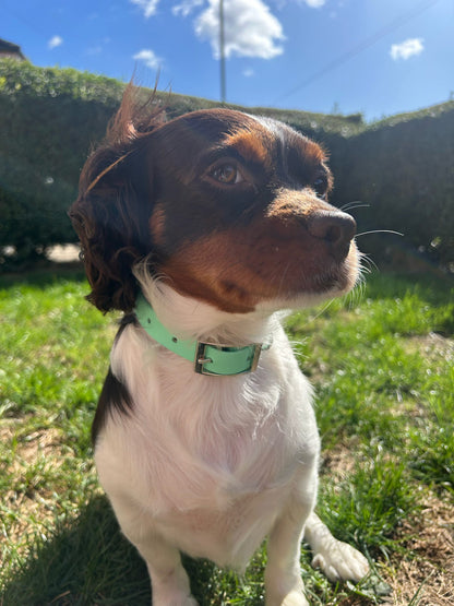 Slim Waterproof BioThane® Collar (19mm Width)