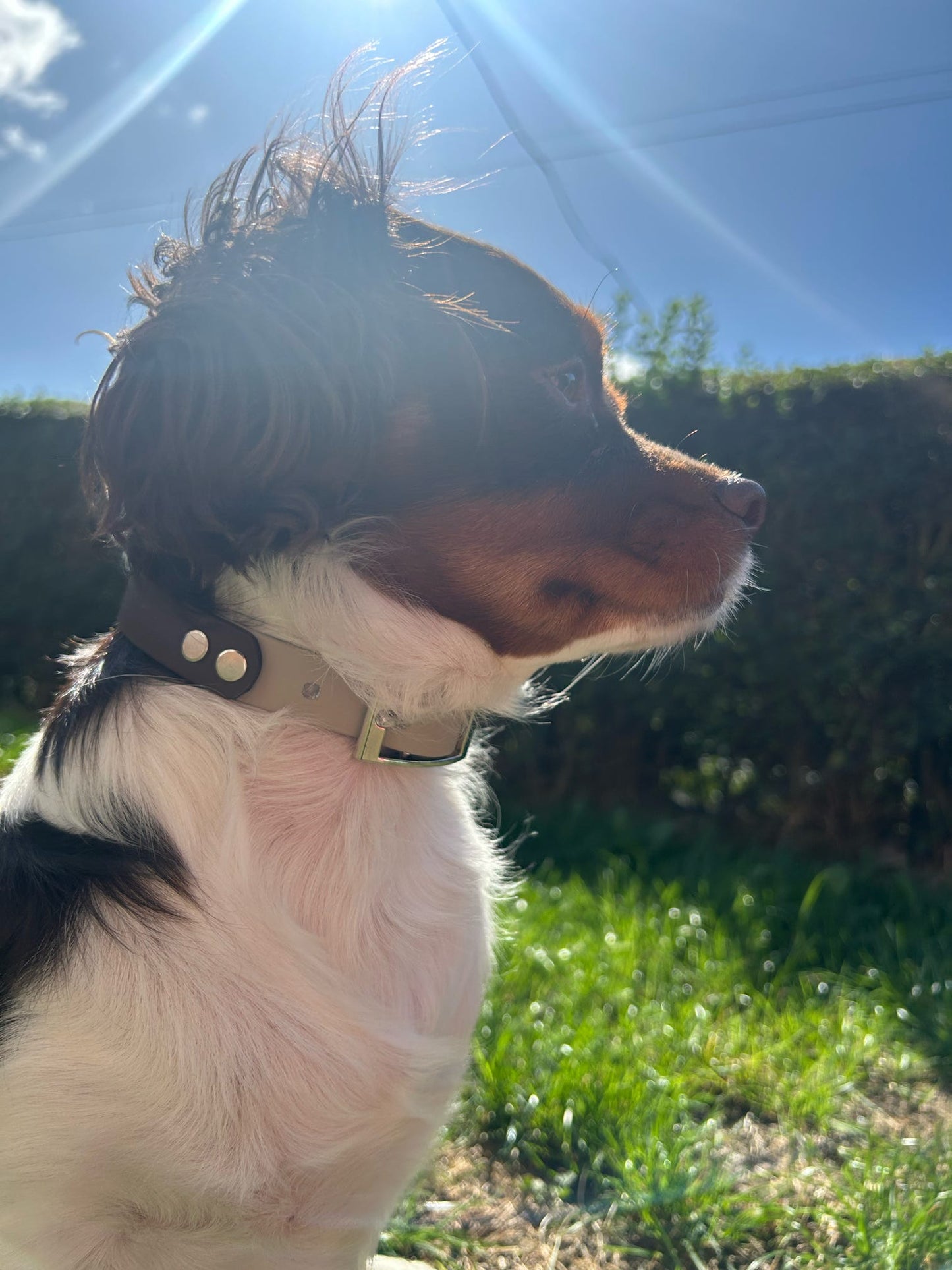 Slim Waterproof BioThane® Collar (19mm Width)