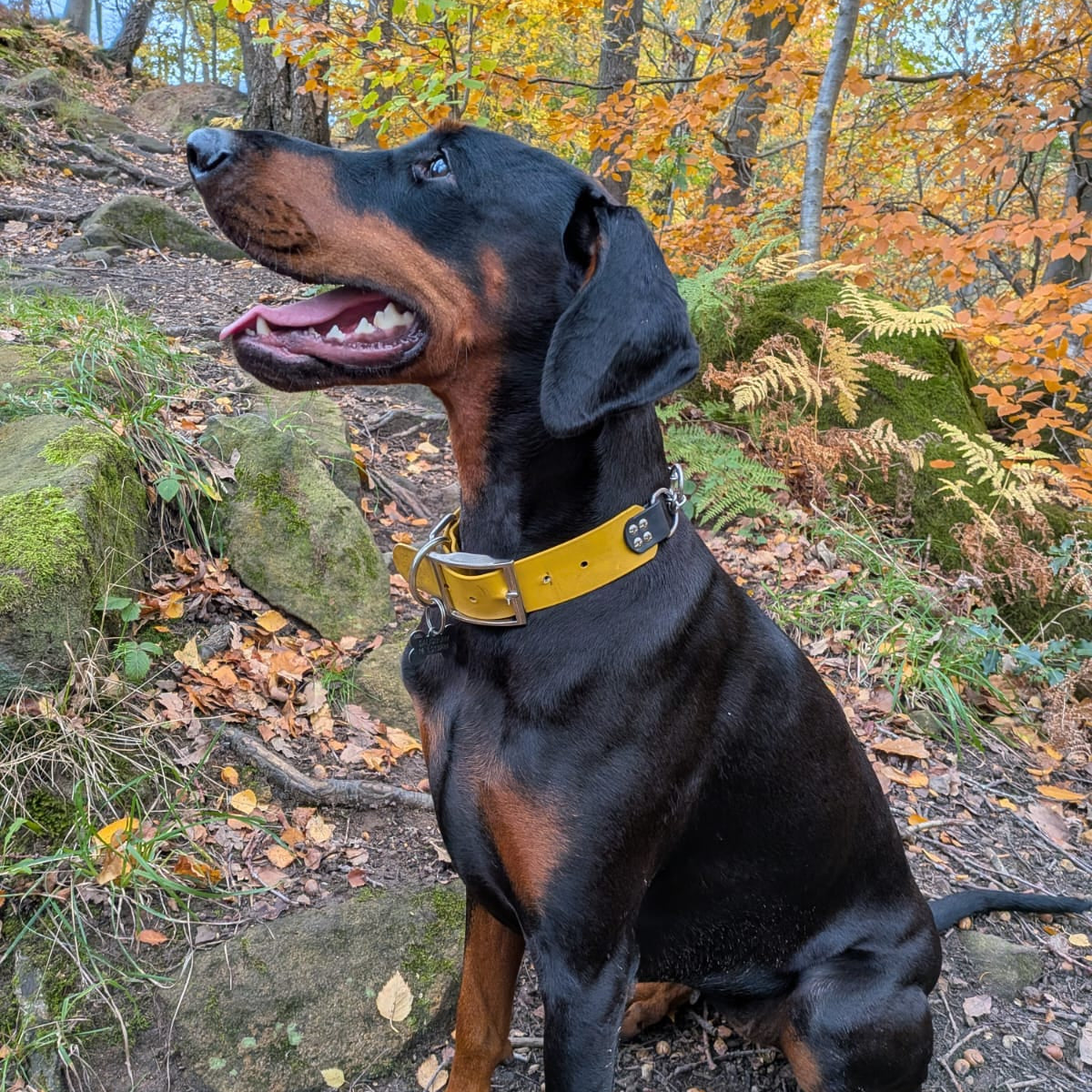 Martingale Waterproof BioThane® Collar